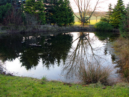 Forest lake, many trees, reeds. Reflection of trees in the water. Beautiful nature landscapeの写真素材