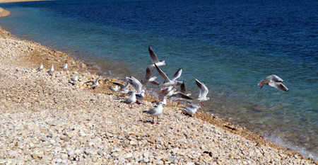 Seagulls on the Mediterranean coast, pebble beach, blue sea, clear water, beautiful seascape, Altea, Spainの写真素材