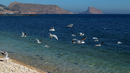 Seagulls on the Mediterranean coast, pebble beach, blue sea, clear water, beautiful seascape, Altea, Spainの写真素材