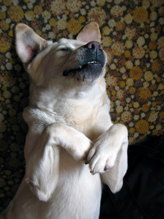 White Labrador dog lies on his back in a funny pose. Funny situations with pets. Love dogsの写真素材