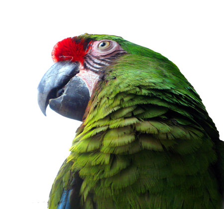 Green parrot head isolated on white Ara chloroptera Close-up head in profile. Beautiful green bird
