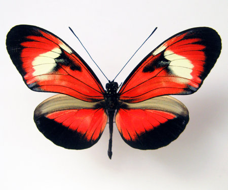 Red butterfly isolated on white, Heliconius macro close up, collection butterflies, insect, lepidoptera, design elementの写真素材