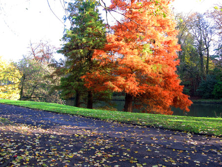 Two spruces, one ordinary green, the other unusual orange, on the bank of the canal. Autumn, fallen leaves, Bruges, Brugge, Belgiumの写真素材
