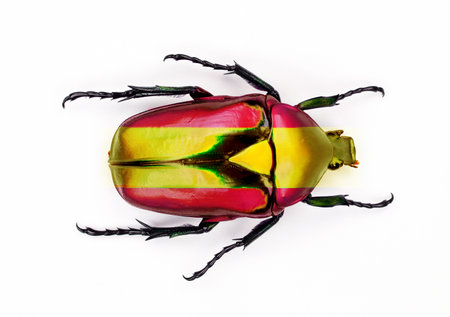 Beetle painted in colors of Spanish flag isolated on white close-up, design element for art, print, decorの写真素材