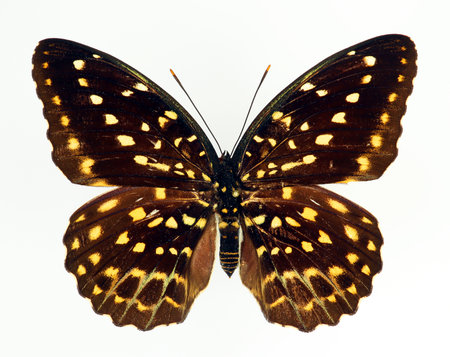 Colorful yellow black butterfly isolated on white, Lexias pardalis female macro close up, nymphalidae, collection butterflies, design elementの写真素材