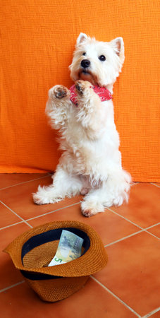 West highland white terrier dog westie sits on its hind legs and asks, hat with money in front of it. White dog beggar,  funny photos with pets.の写真素材