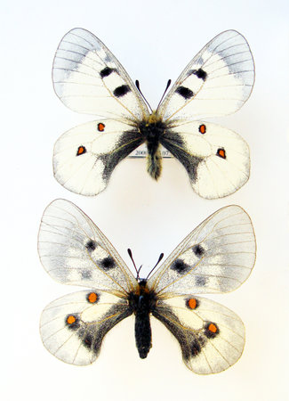 White butterflies with orange spots isolated on white, parnassius nordmanni male and female macro close up, collection butterflies, papilionidae, lepidopteraの写真素材