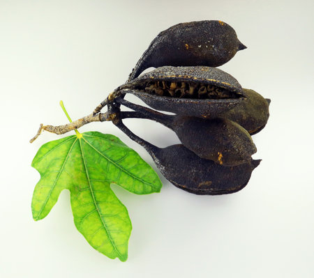 Dry fruit pods and leaf of unusual tree Brachychiton acerifolius isolated on white closeup macro.の写真素材
