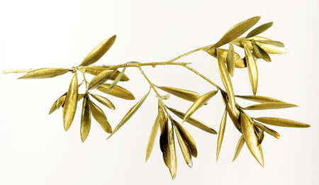 Golden olive branch isolated on white background macro close up. Gold olive leaves.の写真素材