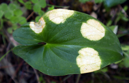Unusual green leaf of a plant with white spots close up, unique pigmentationの写真素材