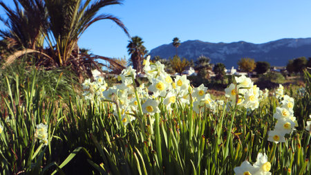 Wild daffodils narcissus, beautiful spring flowers against backdrop of mountains and blue sky, Spain. Beautiful landscape, great spring background, floral wallpaper.の写真素材