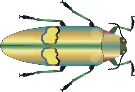 Beetle vector illustration. Jewel beetle Chrysochroa saundersi, colorfull metallic exotic insect, Buprestidae top view isolated on white background. Beautiful bug design elementのイラスト素材