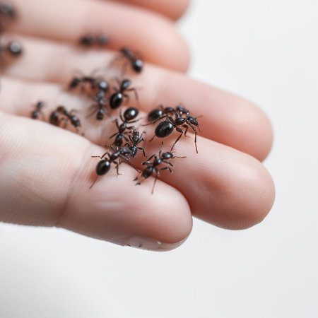 A lot of ants on the palm close-up, ants crawl on the handの素材
