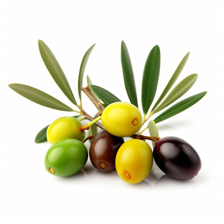Olive branch with yellow, green and black berries close-up isolated on white, lovely food background for advertising olive productsの素材