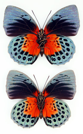 Blue red butterflies isolated on white, Agrias beatifica upside macro close up, nymphalidae,...