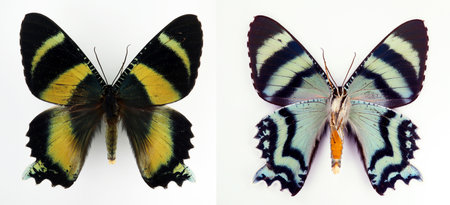 Blue black butterfly isolated on white. Alcides metaurus top and upside macro close up, collection butterflies, nymphalidae, lepidoptera, urania, insectの写真素材