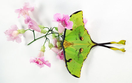 Green butterfly of an unusual shape Saturnia comet moth, Argema mimosae on pink flowers on white, beautiful natural background, wallpaper, postcard, for design and decorationの写真素材