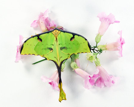 Green butterfly of an unusual shape Saturnia comet moth, Argema mimosae on pink flowers on white, beautiful natural background, wallpaper, postcard, for design and decorationの写真素材