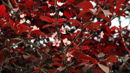 Red-leaved ornamental plum with young leaves and pink spring flowers, a bee sits on a flower. Bright...