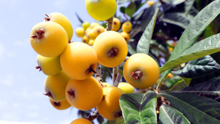 Branch of a loquat fruit plant with ripe sweet yellow fruits and leaves against a blue sky...