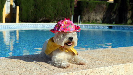 Small white dog, West Highland White Terrier, Westie resting near a pool with clear blue water, she...