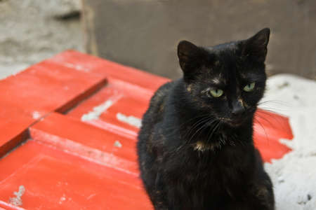 kittyの写真素材