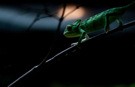 chameleonの写真素材
