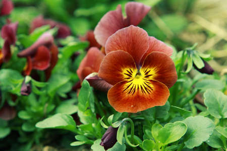 brown flowerの写真素材