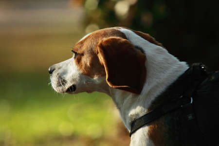 beagle portretの写真素材