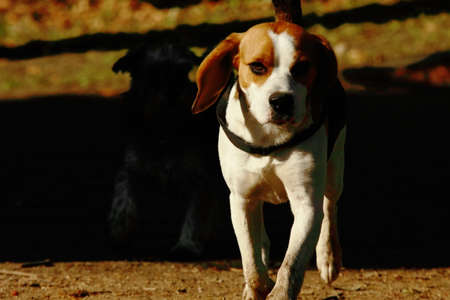 beagle