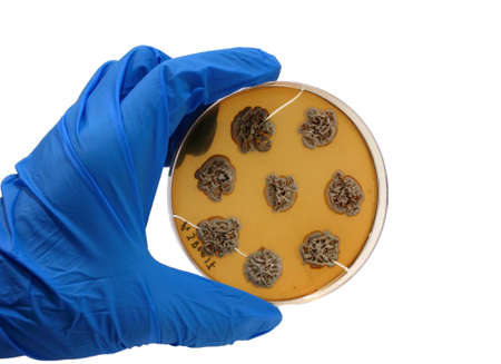 hand in blue glove with microbiological plate isolated on white backgroundの写真素材