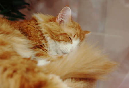 sleeping long coated red haired cute catの写真素材