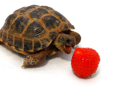 Russian tortoise eats juicy strawberry on white backgroundの写真素材