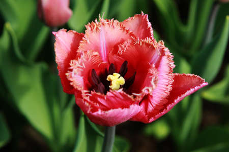 red tulip flower close up over green background