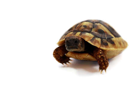 small young Hermann's tortoise close up on whiteの写真素材