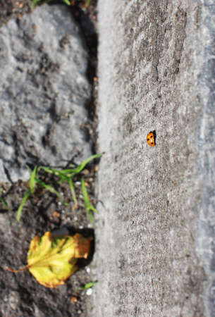 abstract photo with ladybug on the wallの写真素材