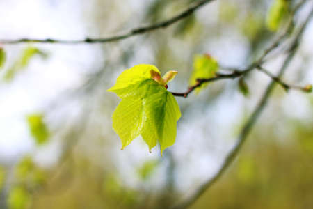 young leaves of Tilia sp. tree close upの写真素材