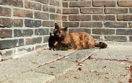 tricolor cat on the street の写真素材