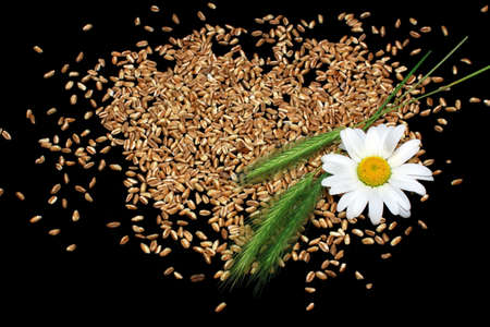 camomile flower and wheat ears and grainの写真素材