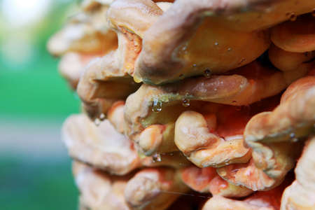 raindrops on  Fomitopsis officinalis - Polypore mushrooms on the tree barkの写真素材