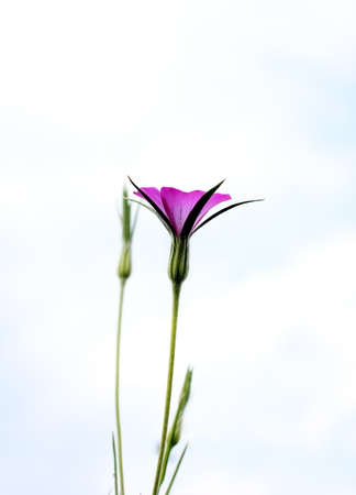 single flower of Agrostemma githagoover bright skyの写真素材