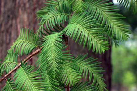 fragment of spruce branch with the green needlesの写真素材