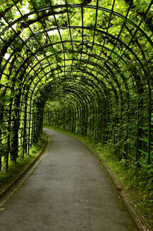 live green tunnel made with plantsの写真素材