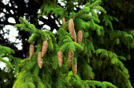 green spruce branch with cones close upの写真素材
