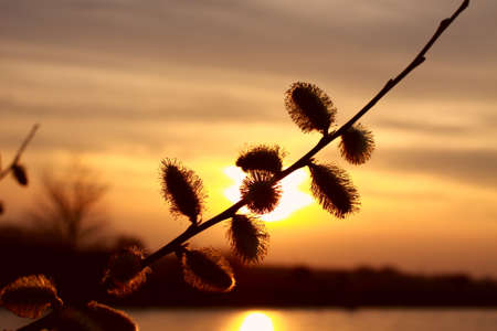 silhouette of willow twig over sunsetの写真素材