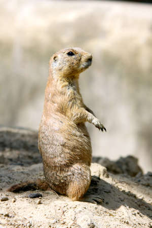marmot outdoors close upの写真素材