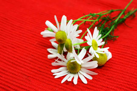 bouquet of chamomile flowers on redの写真素材
