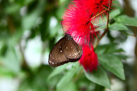 butterfly on the soft red flowerの写真素材