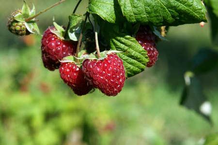 delicious fresh raspberry outdoors