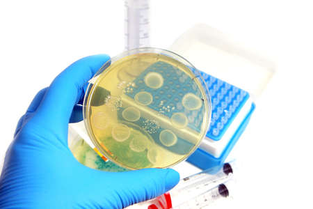 microorganisms in the laboratory over white 